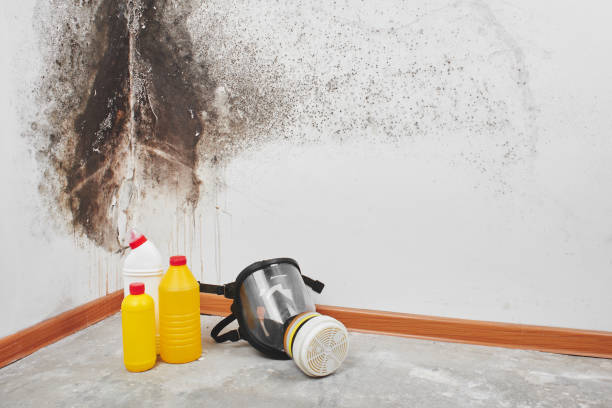 Best Office Mold Removal Services  in Baldwin City, KS