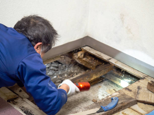 Best Affordable Mold Removal  in Baldwin City, KS