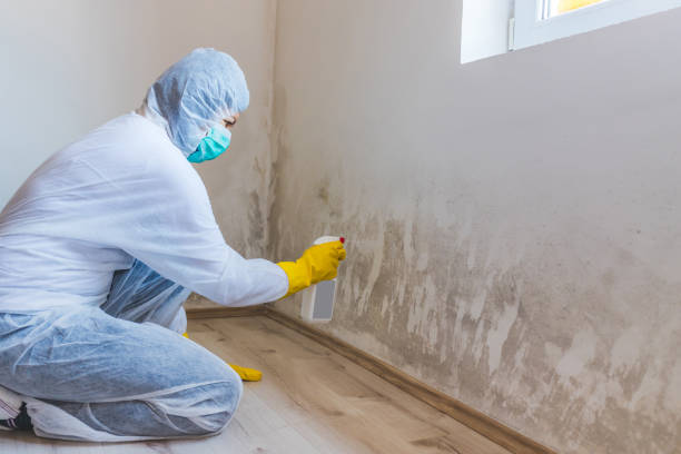 Best Mold Damage Repair  in Baldwin City, KS