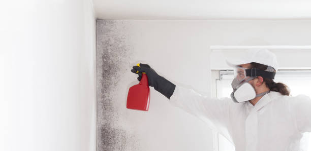 Best Mold Remediation  in Baldwin City, KS