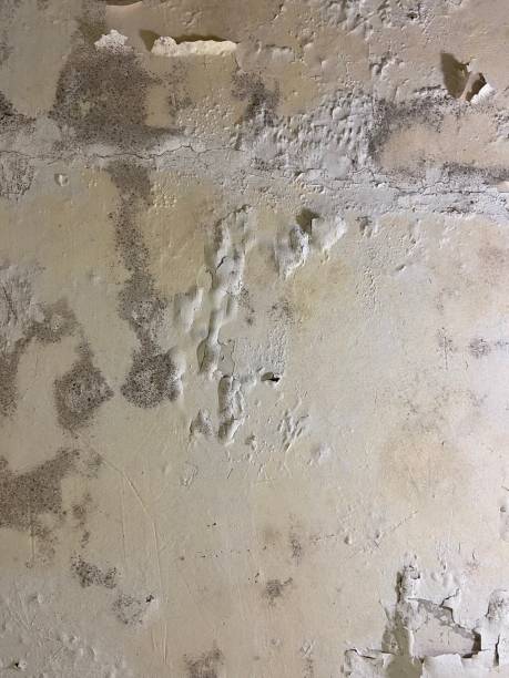 Best Mold Testing  in Baldwin City, KS