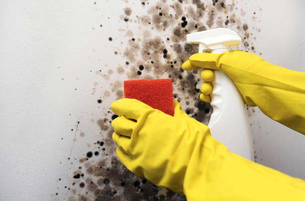 Best Local Mold Removal Service  in Baldwin City, KS