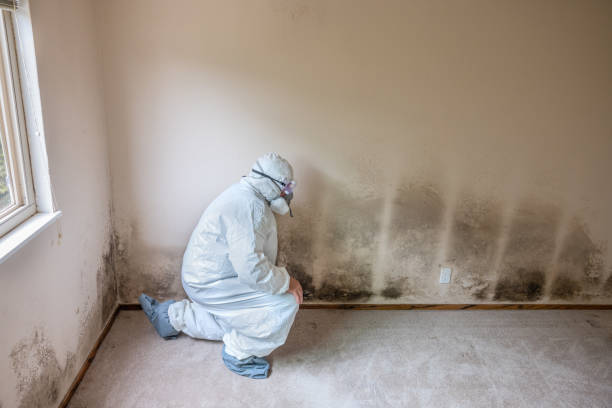 Best Residential Mold Removal  in Baldwin City, KS