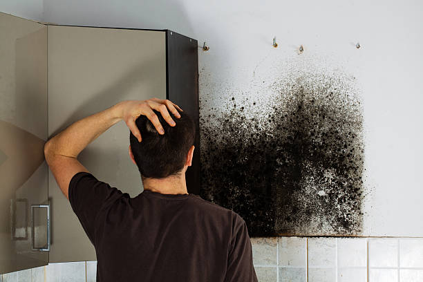 Best Emergency Mold Removal  in Baldwin City, KS